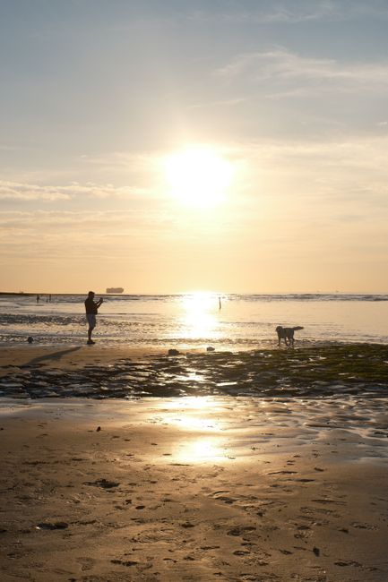 An individual is standing on a sandy beach near the water's edge during sunset, holding a camera or smartphone to take a photograph. A dog stands nearby on the wet sand, facing the water. The scene fe